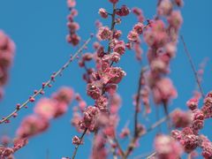-梅花山(明孝陵内)