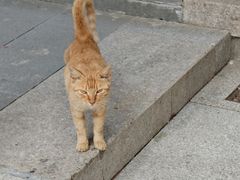 -高旻寺