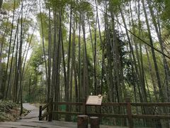 -缙云山景区