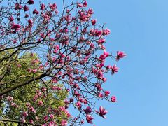 -高子水居