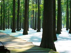 -渌洋湖湿地公园