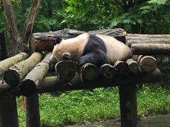 -都江堰中华大熊猫苑