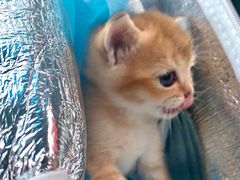 -爱侣宠医·鹦鹉专科·小型哺乳类·异宠专科(灵石路店)