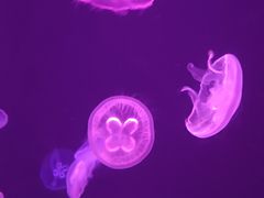 -广州海洋馆
