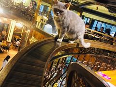 -more than meow吴止猫主题餐厅(承德 中船汇店)