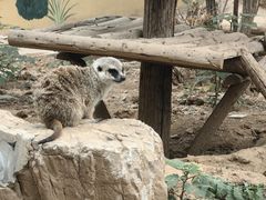 -石家庄市动物园