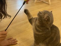 -猫咪派对(江南西店)