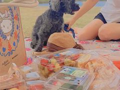 -春花秋色城市公园