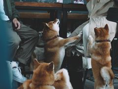 -柴犬高等学院·狗咖·柴犬售卖·宠物训练