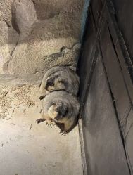 -酷嗒动物文化乐园(cutezoo西溪乐天城店)