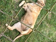 -西霞口神雕山野生动物世界