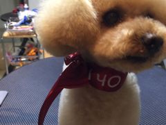 -Oh My Dog宠物沙龙(伊珊娜皮毛护理店)