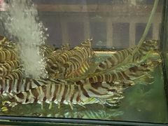 -凯华海鲜火锅·传承三十六年