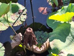 -羊亭河湿地公园