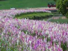 -花开海上生态园