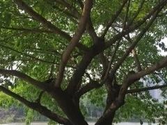 -重庆彩云湖湿地公园