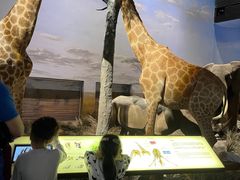 -Behring World of Animals(上海自然博物馆店)