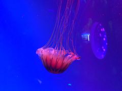 -芜湖新华联大白鲸海洋公园