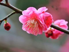 -上海吴淞炮台湾国家湿地公园