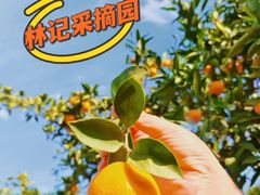 -小鱼草莓采摘园农家乐·小鱼餐厅