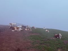 -灵山