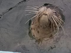 -北戴河圣蓝海洋公园