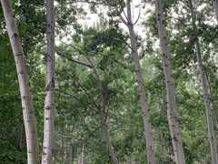 -仁和公园(顺义区)