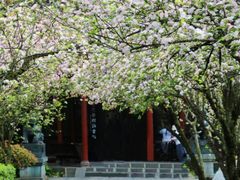 -棠湖公园