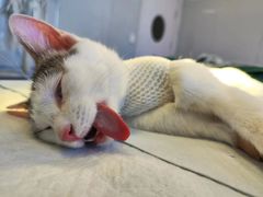 -艾吉宠物医院·疑难杂症转诊中心·猫友好(碧江路院)