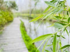 -合肥滨湖国家森林公园