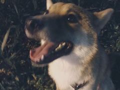 -柴犬高等学院·狗咖·柴犬售卖·宠物训练