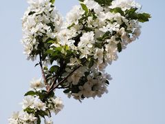 -海棠花溪(元大都城垣遗址公园)