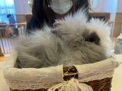 -猫猫幼稚园·撸猫·桌游·电玩