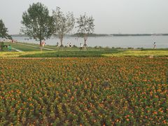 -武清南湖绿博园