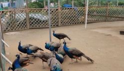 -萌宠亲子动物乐园(槐房万达店)