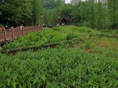 -重庆彩云湖湿地公园