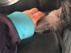 -美联众合宠物医院·爱萌分院·内外科·猫科中心