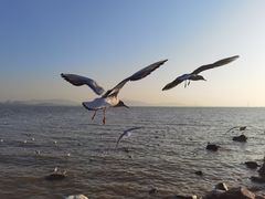 -深圳湾公园(南山区)