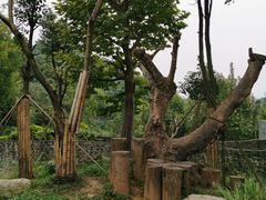 -都江堰中华大熊猫苑