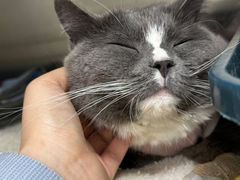 -瑞派·关忠动物医院·猫专科·犬专科(三环新城店)