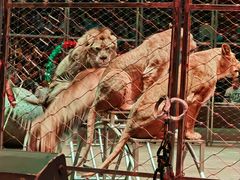 -俄罗斯国家大马戏团