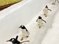 -广州热雪奇迹