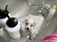 -凯瑞希宠物医院·狂犬免疫·微创·皮肤科