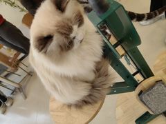 -共舞时光猫咖·狗咖(新街口店)