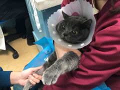 -瑞派·关忠动物医院·猫专科·犬专科(三环新城店)