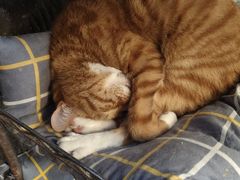 -猫猫幼稚园·撸猫·桌游·电玩