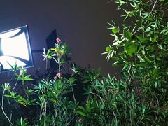 -新江湾城公园
