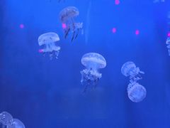 -福州罗源湾海洋世界旅游区