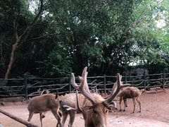 -海南热带野生动植物园