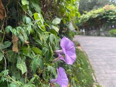 -三亚蜈支洲岛旅游区